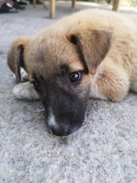 istock A puppy was sleeping with cute mode 1349620649
