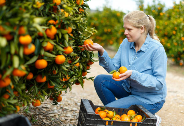 istock Woman farmer harvesting mandarins 1349621839