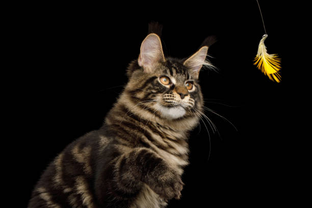 istock Maine Coon Cat Isolated on Black Background 1349624716
