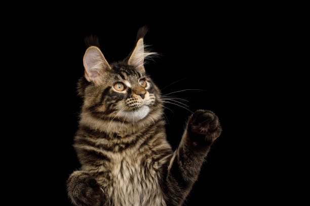 istock Maine Coon Cat Isolated on Black Background 1349624717