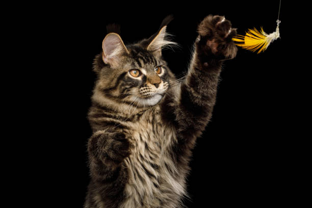 istock Maine Coon Cat Isolated on Black Background 1349624718
