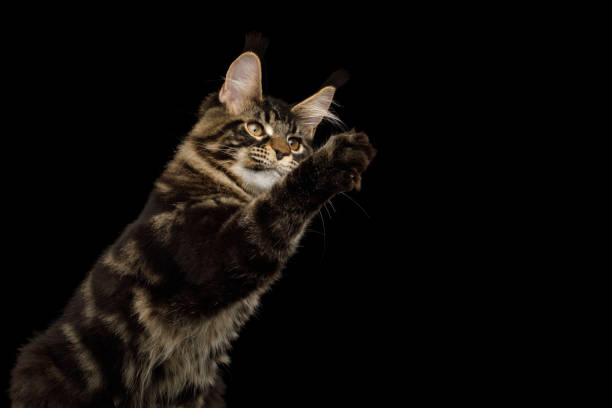 istock Maine Coon Cat Isolated on Black Background 1349624737