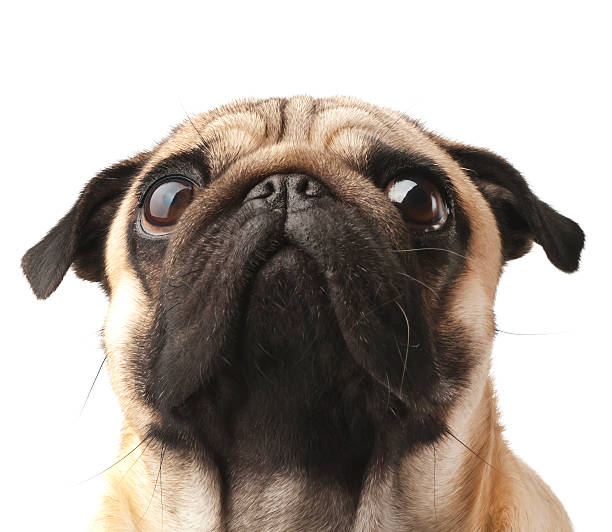 istock Close-up of Pug 134962647