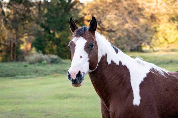 istock Brown and white horse portrait 1349630963