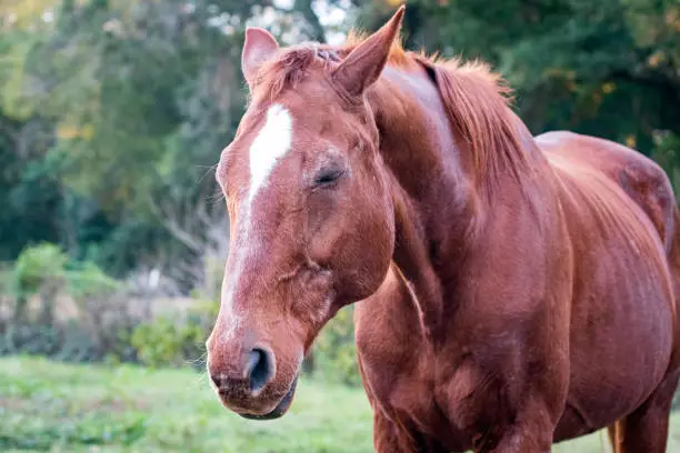 Humorous photo of a horse with eyes closed seemingly praying for patience because if they prayed for strength they'd kill someone. Negative space to the left.