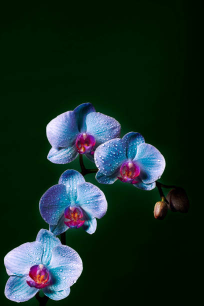istock Blue Orchid flowers with dew drops (space for copy) 1349631167