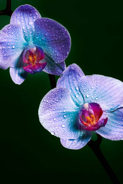 istock Purple Orchid flowers with dew drops (space for copy) 1349631232