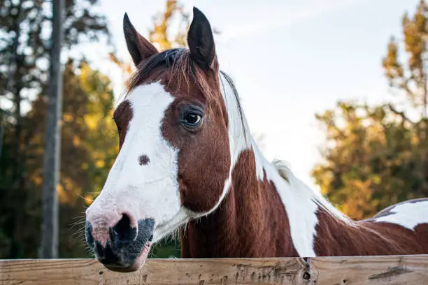 Portrait of a brown and white pinto mare looking over a fence during autumn.