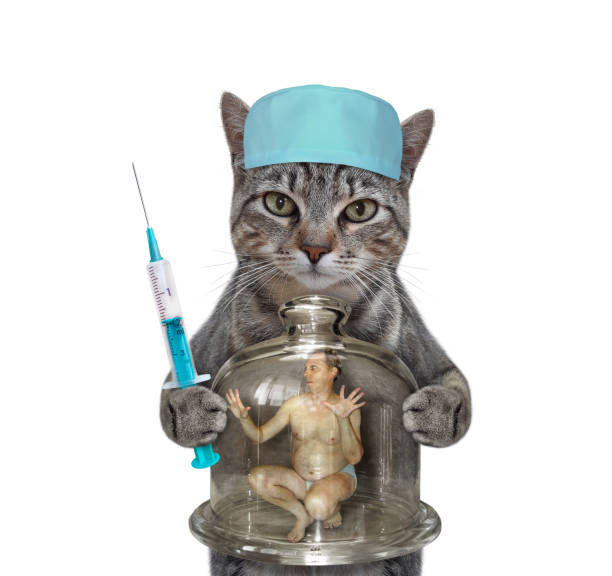 istock Cat gray holds flask with man 1349632775