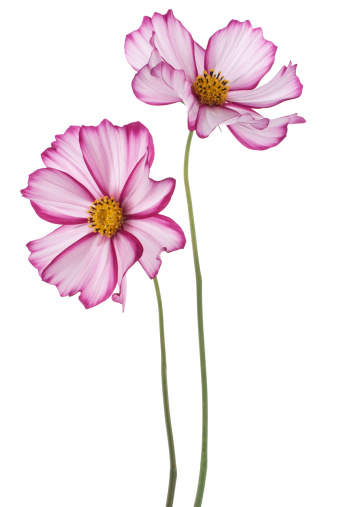 Studio Shot of  Fuchsia Colored Cosmos Flowers Isolated on White Background. Large Depth of Field (DOF). Macro.