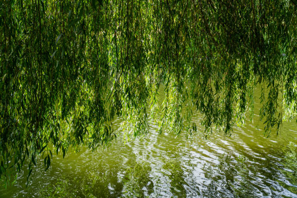 istock Water reflections of willow and ripples 1349637173