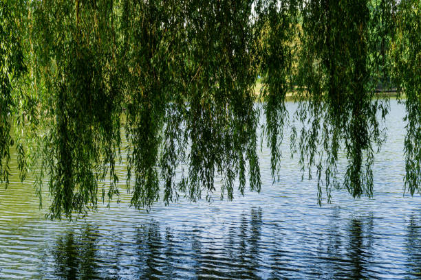 istock Water reflections of willow and ripples 1349637174