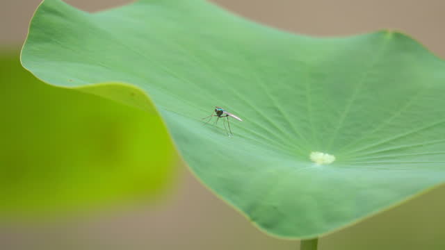 Fly On Lotus Leaf Slow Motion