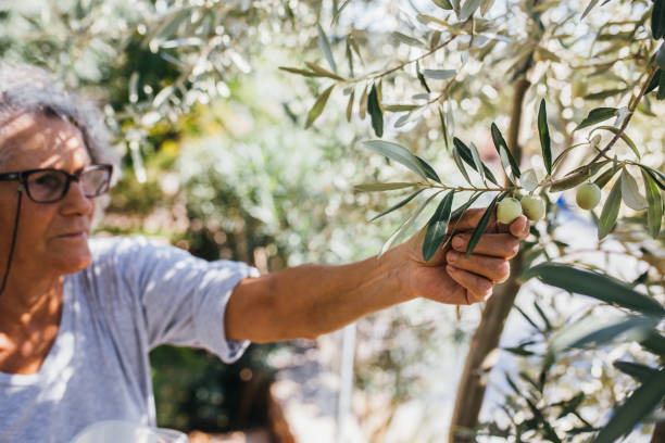 istock Senior woman picking olives from the tree 1349637353