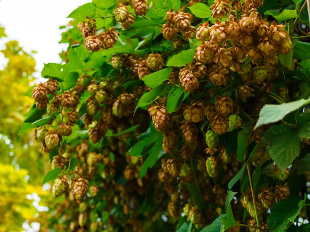 istock golden hops on a branch close up 1349643360