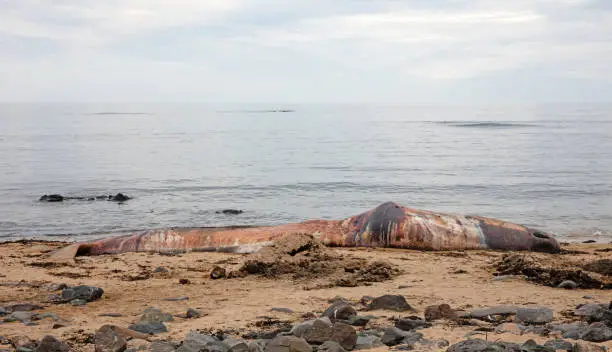 Large dead Sperm Whale washup up on a beach on Iceland, Snaefellsnes
