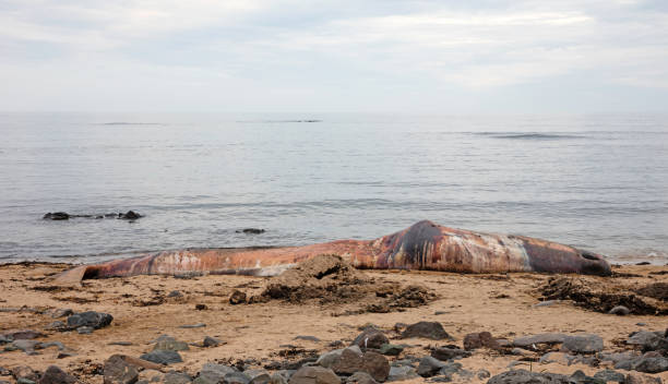 grande cachalote morto se lava em uma praia na islândia, snaefellsnes - whale sperm whale beached dead animal - fotografias e filmes do acervo