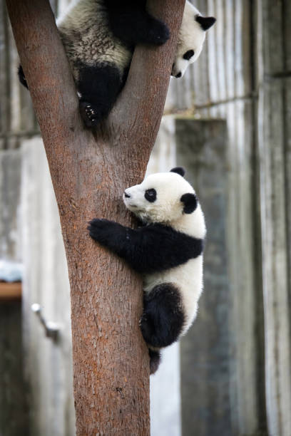istock Twin Baby Panda Climbing A Tree 1349649938