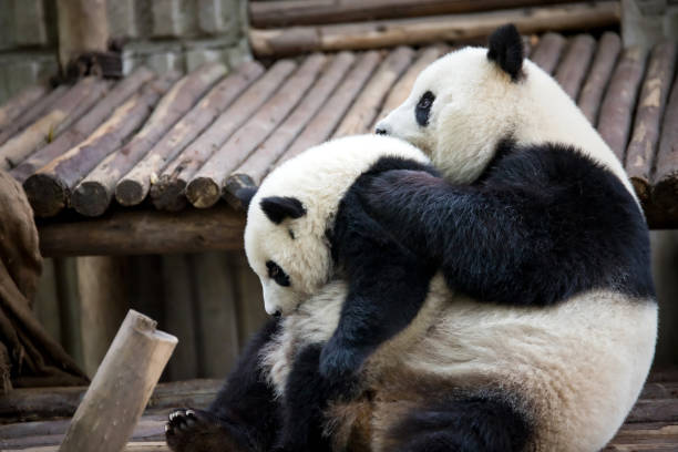 mère panda qui aime bébé panda - playing catch photos et images de collection