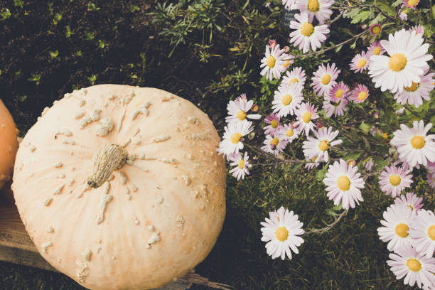 Beige pumpkin and autumn flowers Indian chrysanthemum. Halloween and Thanksgiving garden decoration for fall. Selective focus, holiday concept