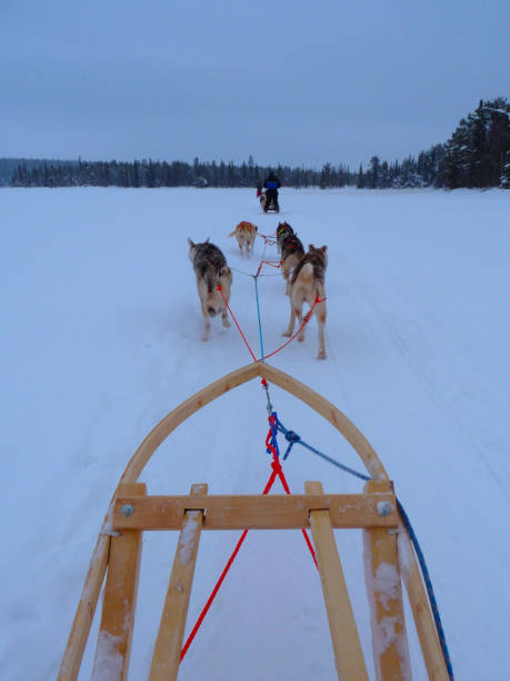 istock Husky sled on frozen lake in Lapland 1349652782