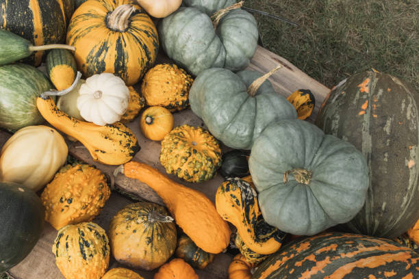istock Pumpkins Halloween home decor on a ground 1349653038