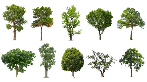 istock Collection of   trees  Isolated 1349656112
