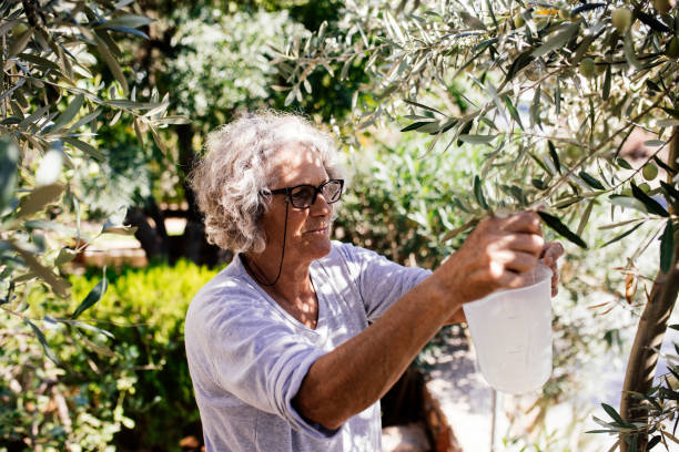 istock Senior woman picking olives from the tree 1349656238
