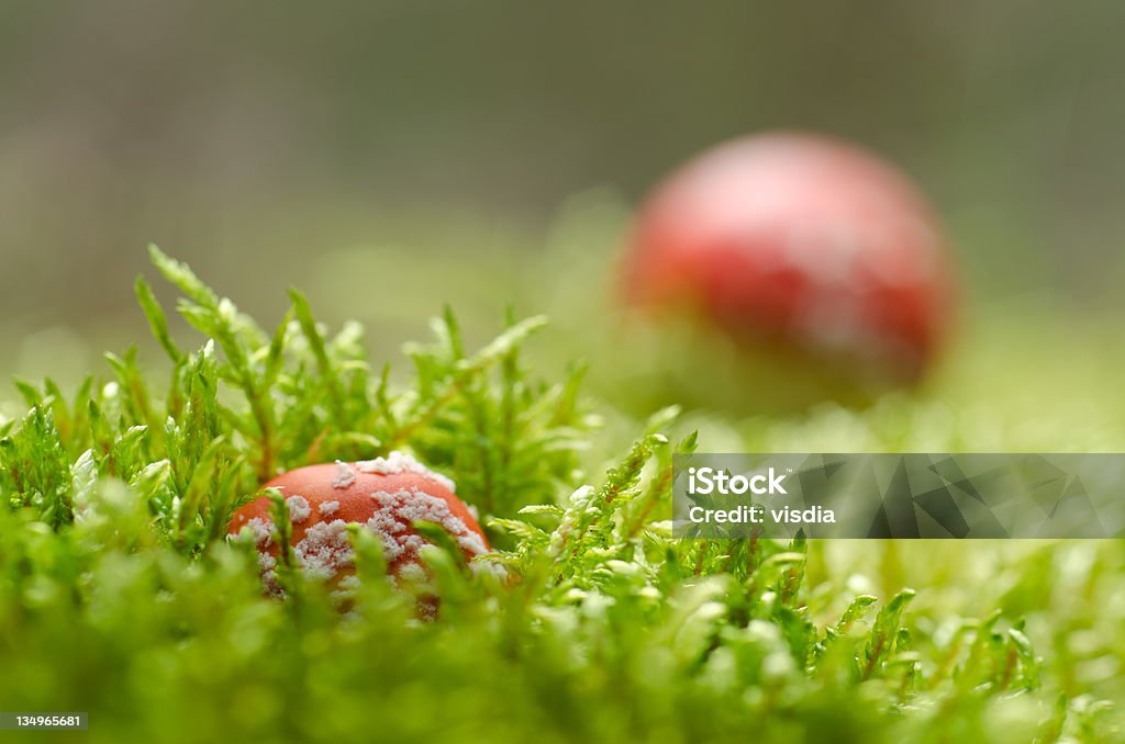 Toadstools のモス（Amanita muscaria - キノコのロイヤリティフリーストックフォト