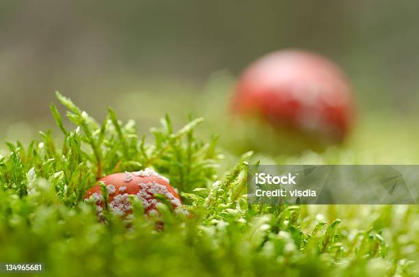 Foto de Toadstools De Moss Amanita Muscaria e mais fotos de stock de Agárico - Amanita - Agárico - Amanita, Amanita parcivolvata, Cogumelo - Fungo