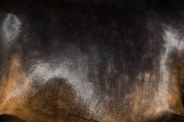 Background of red cow skin.