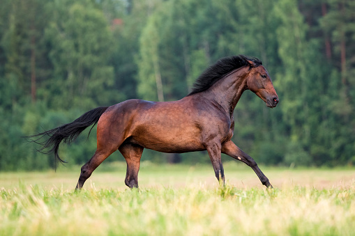 Dark bay Trakehner horse galloping in forest freedom in summer.
