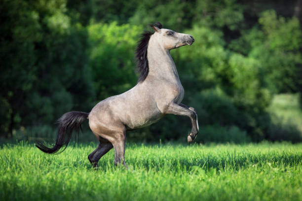 istock Grey elegance horse running outside in field. 1349657709