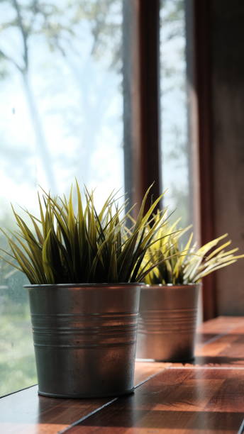 istock Wheat grass sprouts  in aluminium pot plant 1349658226