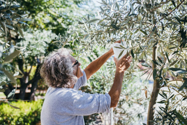 istock Senior woman picking olives from the tree 1349658901