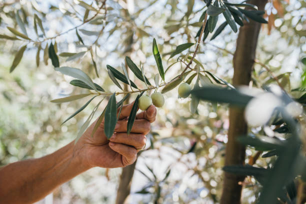 frische bio-oliven vom baum pflücken - olivenbaum stock-fotos und bilder