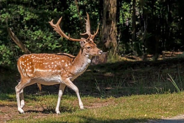 istock Profile suede coming out of the forest 1349661420