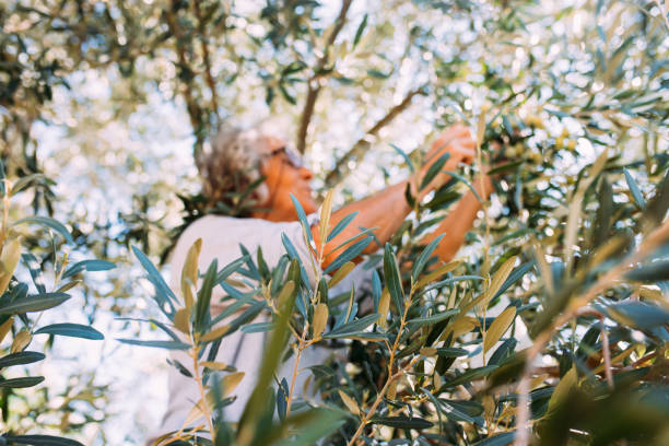 istock Senior woman picking olives from the tree 1349661732