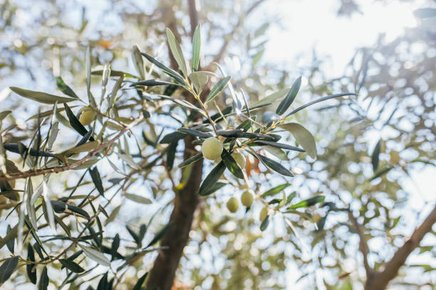 istock Picking fresh organic olives from the tree 1349662273