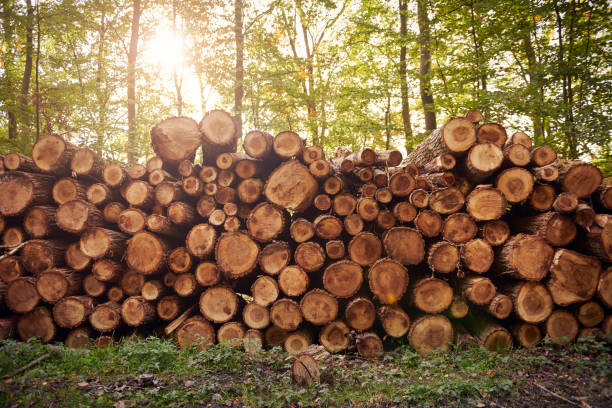 tronchi d'albero impilati - lumber industry tree log tree trunk foto e immagini stock