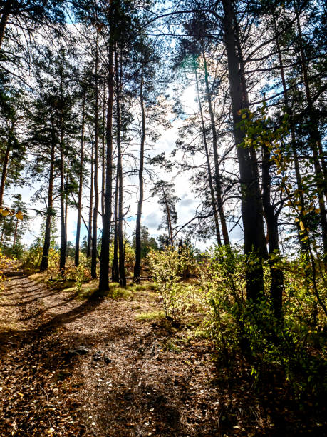 istock autumn pine forest in the southern Urals 1349664144