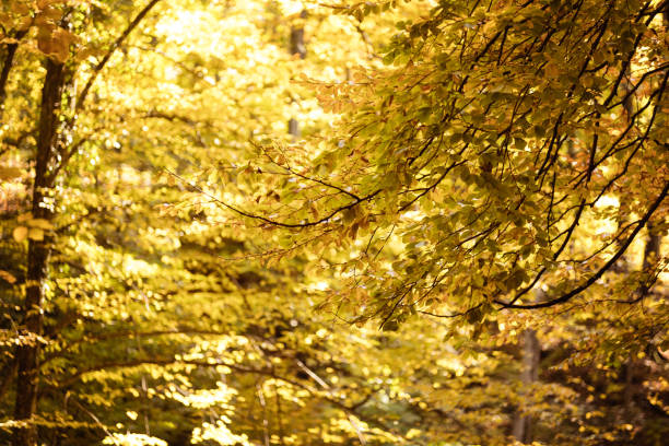 Autumn in deciduous forest, no people