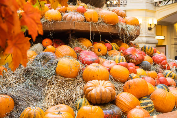 istock Beautiful Halloween pumpkins. 1349665891