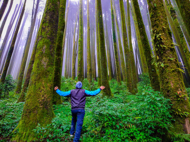 istock young man at pine tree forest with white defused fog background at morning from different angle 1349668631