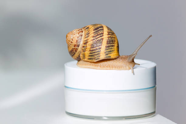 concept de cosmétiques biologiques. escargot sur un pot de crème pour la peau. espace de copie. - 2655 photos et images de collection