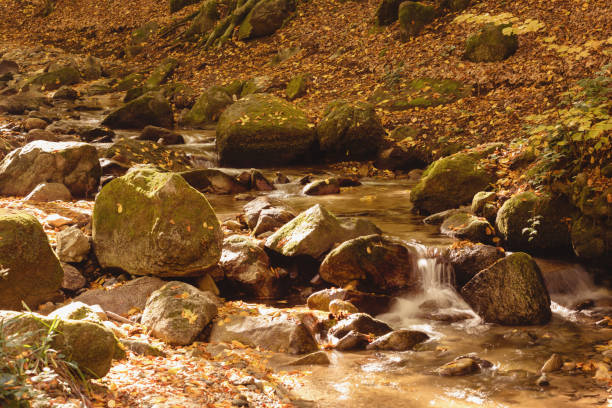 Water spring during autumn in deciduous forest, long exposure, motion blur