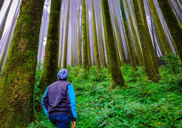istock young man at pine tree forest with white defused fog background at morning from different angle 1349669512