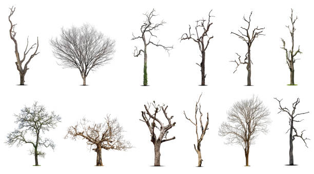 collecte d’arbres morts, - arbre sans feuillage photos et images de collection