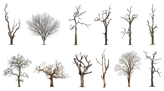 Collection of dead tree,