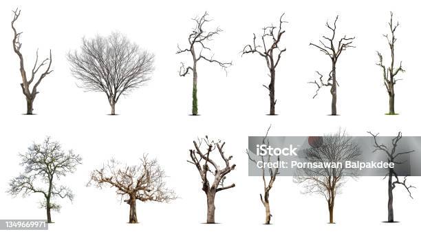 Collection Of Dead Tree Stock Photo - Download Image Now - Bare Tree, Tree, In Silhouette